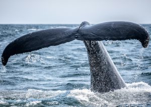 How Viking-Age Hunters Took Down the Biggest Animal on Earth